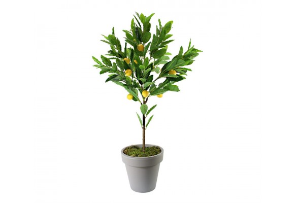 115 CM LİMON AĞACI GERÇEK DOKUNUŞ 224 YPR